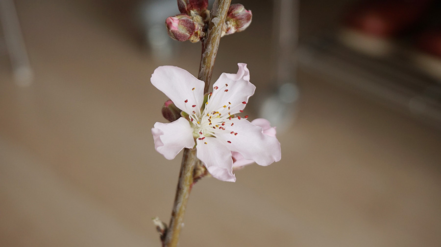写真：桃の花