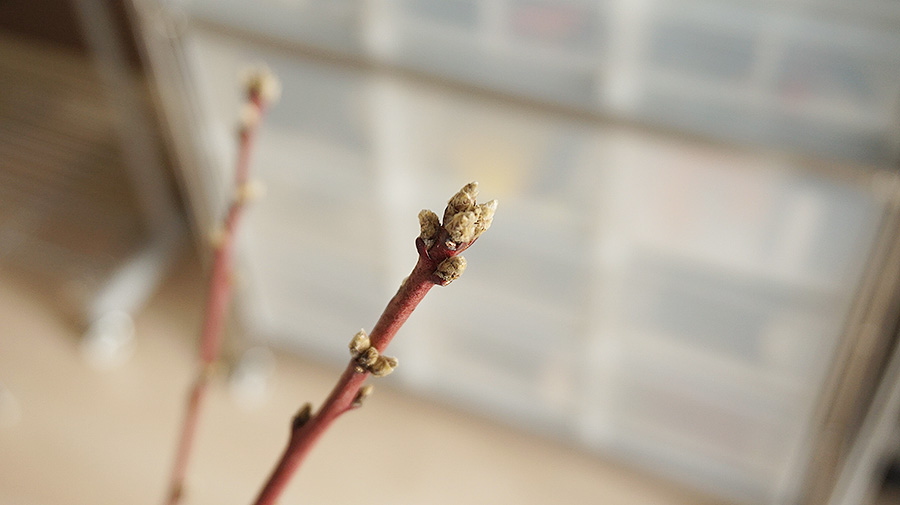 写真：桃、枝の先端の葉芽