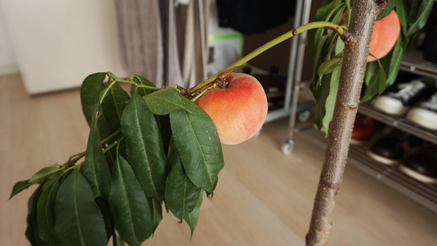 写真：鉢植えの桃の実