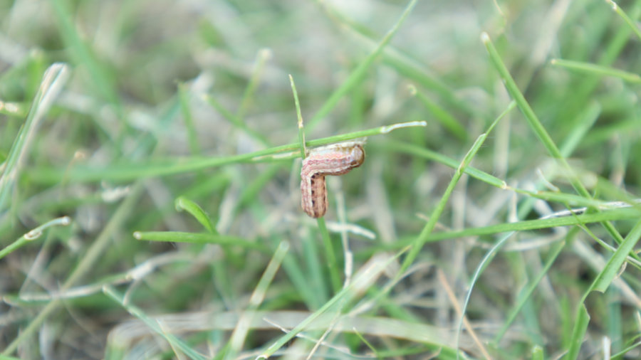 スジキリヨトウとかいう芝生を食いまくる幼虫