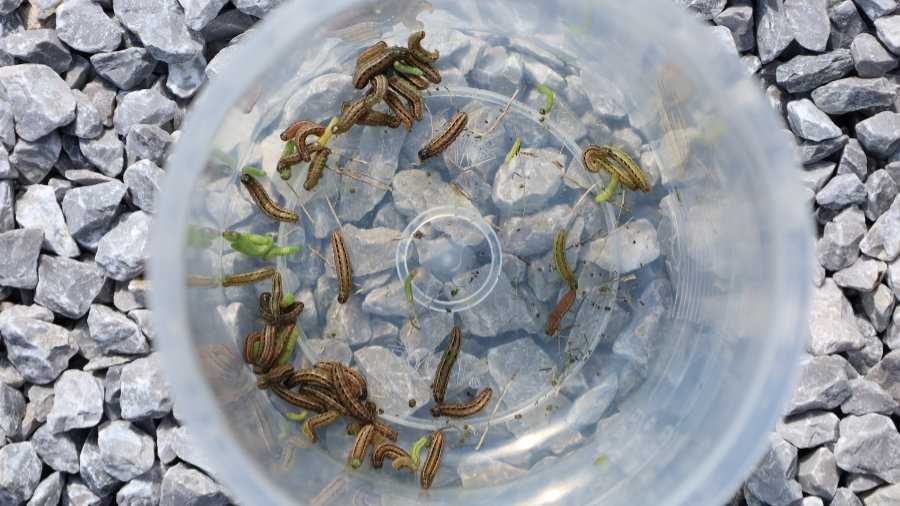 スジキリヨトウの幼虫を計量カップに捕獲