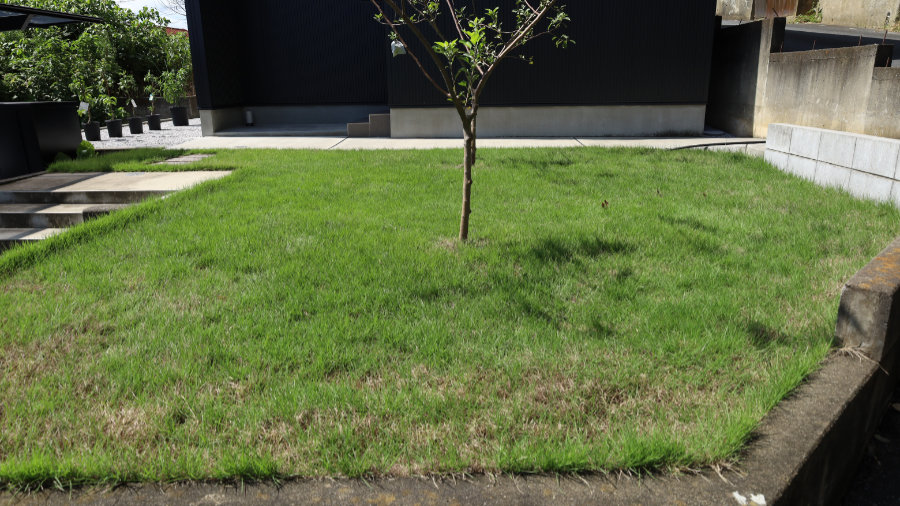 スジキリヨトウに食われて枯れた庭の芝生が徐々に復活その2