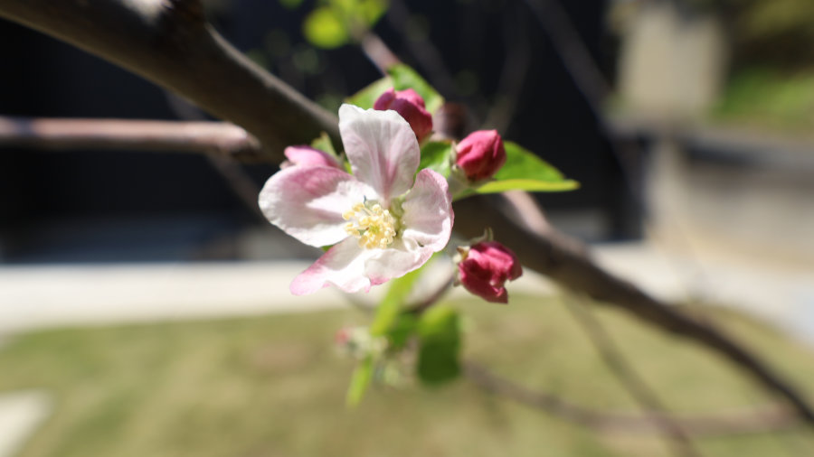 第512話「2025年の家庭菜園の収穫物」