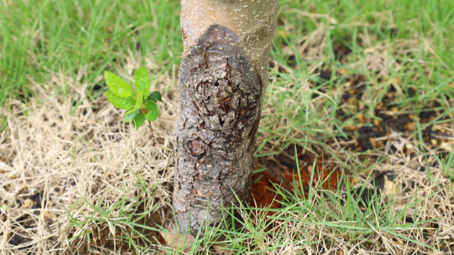 リンゴの木がカミキリムシに根元を食われる
