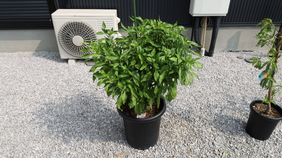 パプリカが剪定せずもさもさになる