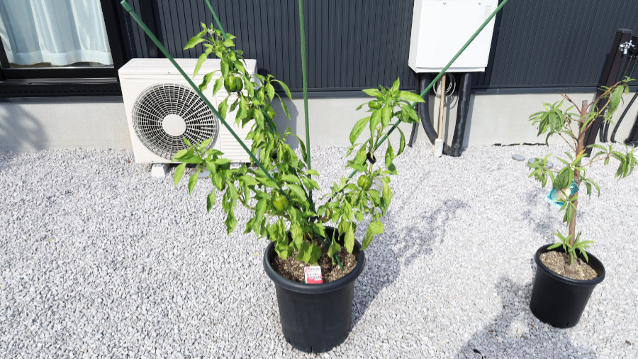 パプリカの3本仕立て