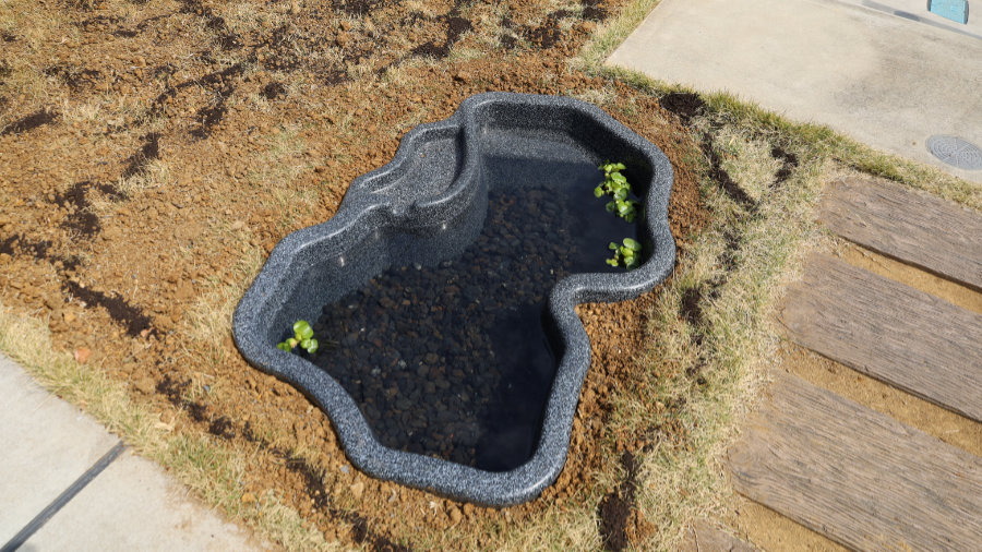 浮き草のホテイアオイを投入